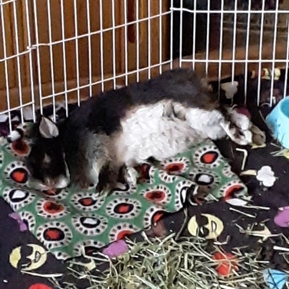 Meet your Posher, Shyanne - Picture 2 of 2